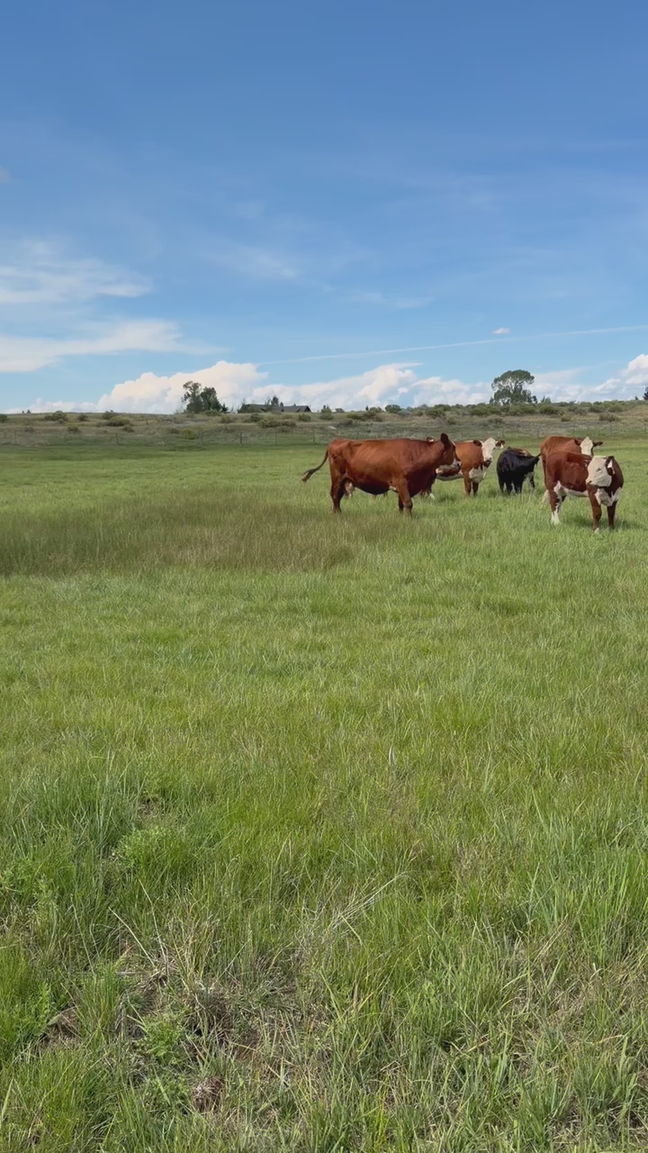 Bred cows