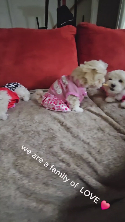 toy poodle  + maltipoo pupp