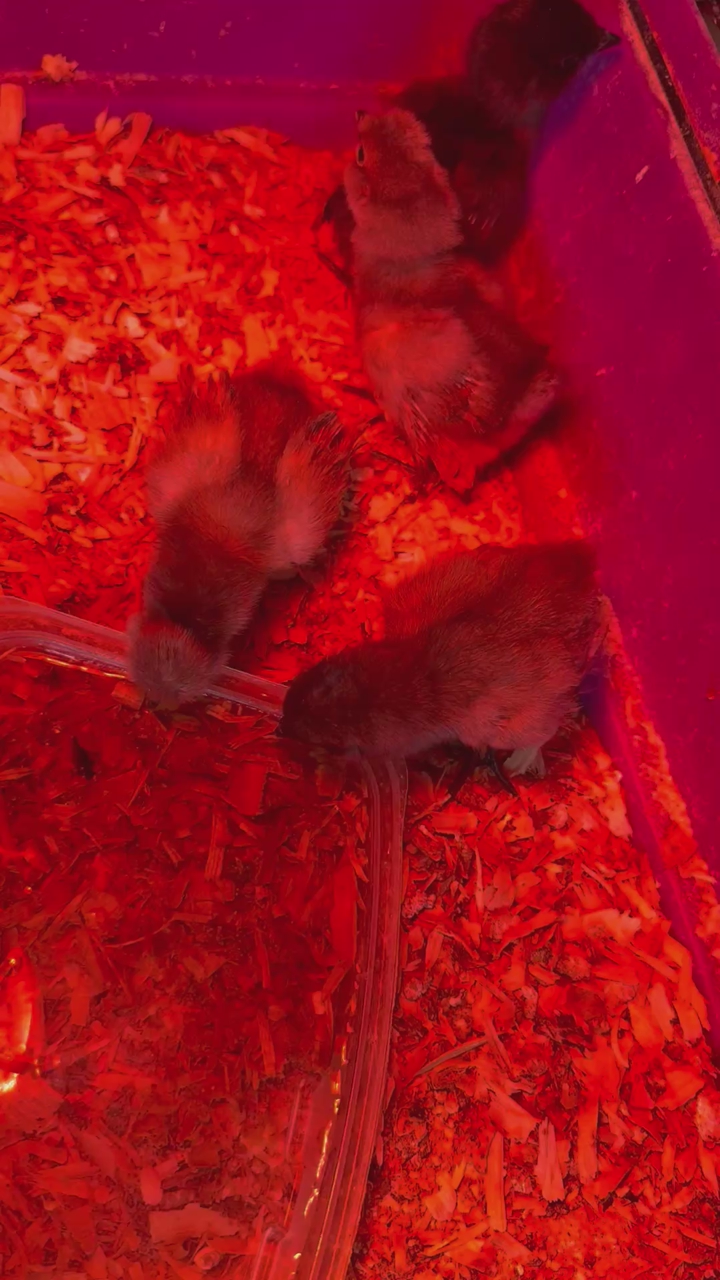 1 week old Ayam Cemani, Polkie and Crypt Walker