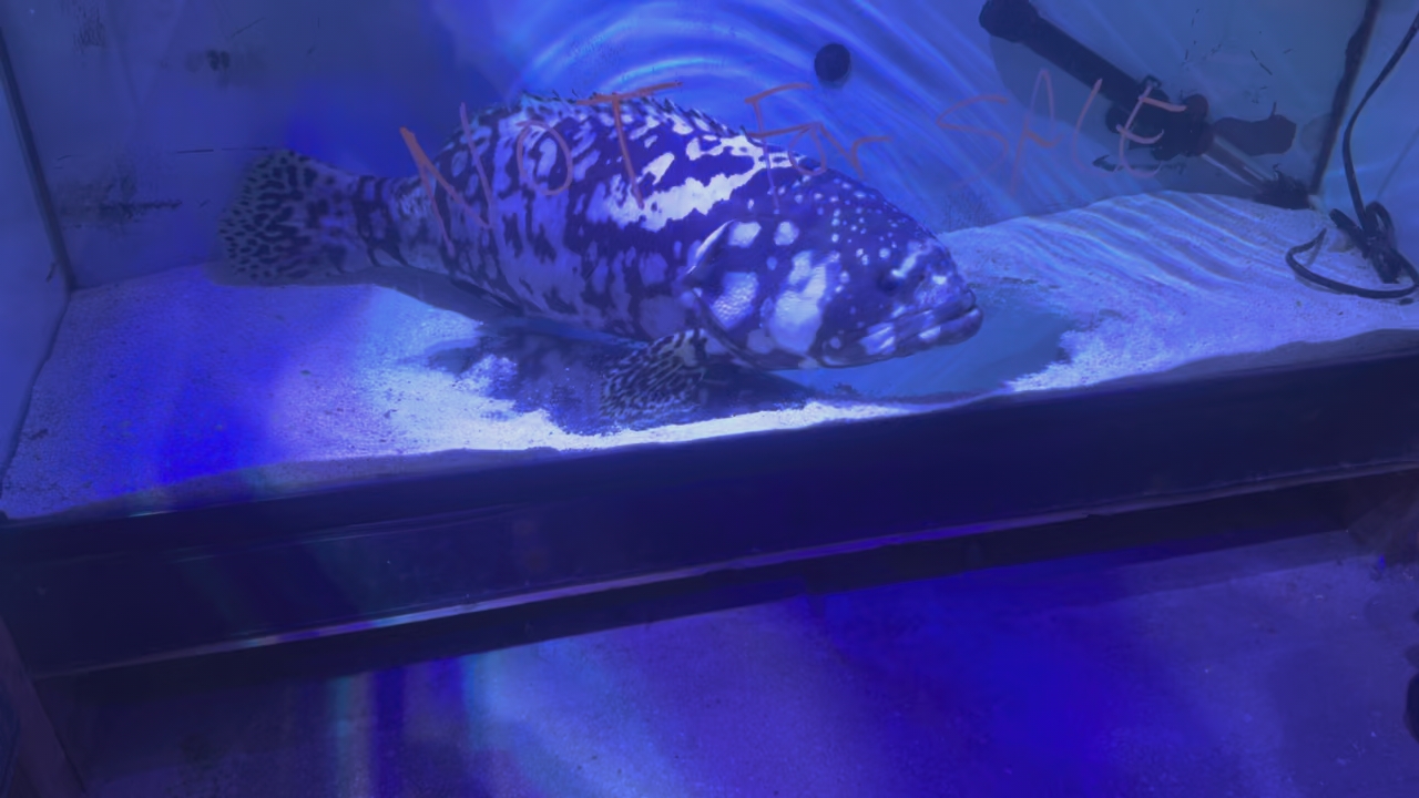 Massive Bumble Bee Grouper