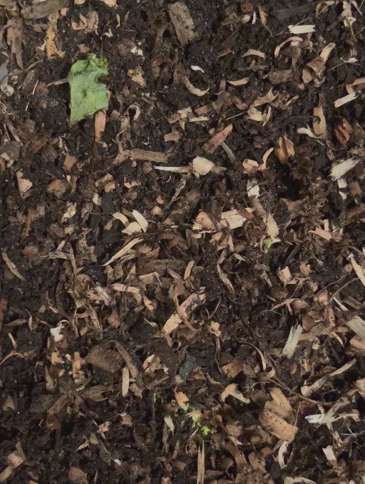 Springtails and Assorted Isopods - Starter for Bioactive Set-up