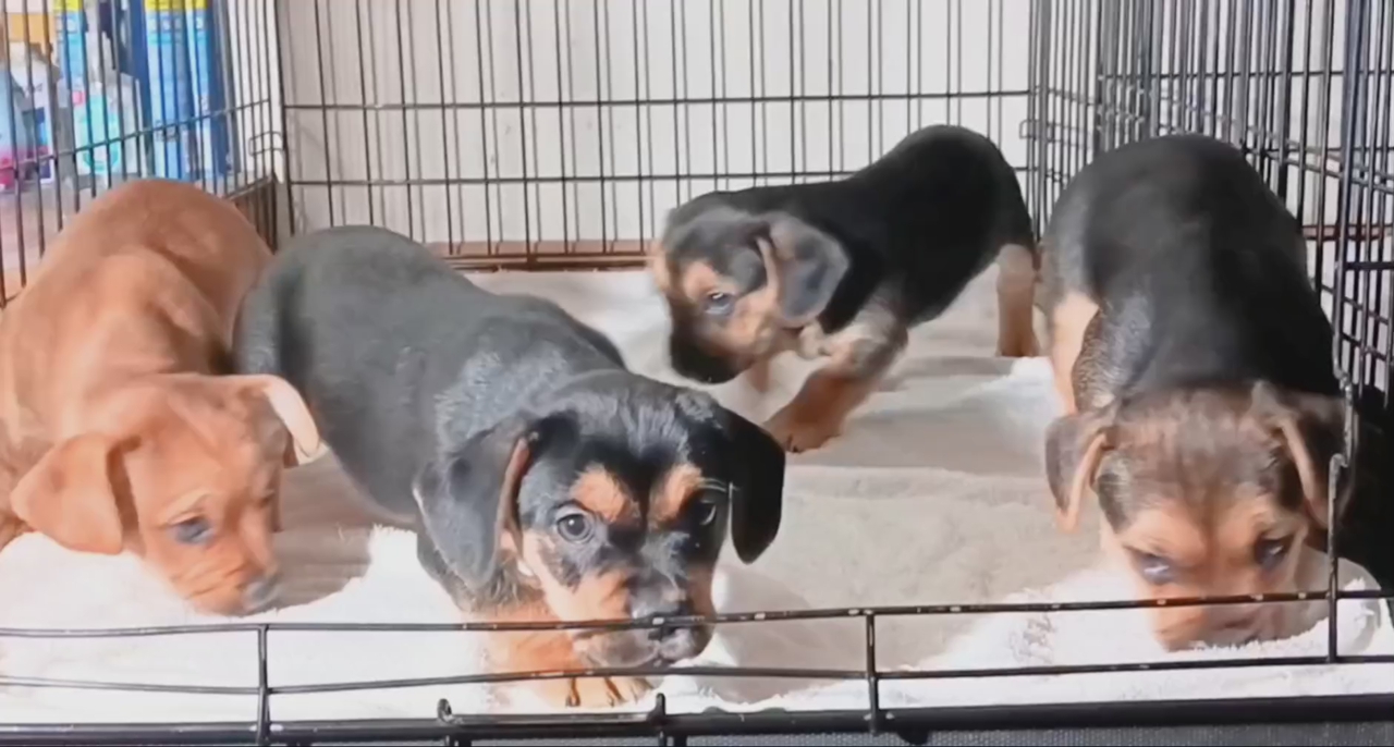 (3) Cutest French Bulldog/ Shih Tzu Mix Puppies