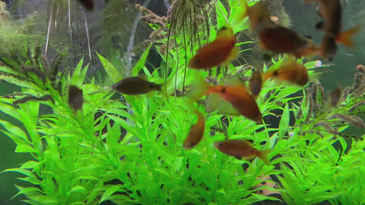 16 Rosy Barbs