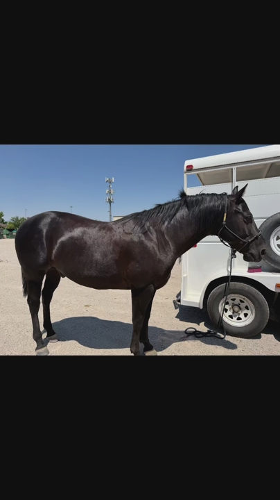 10 year old gelding for sale