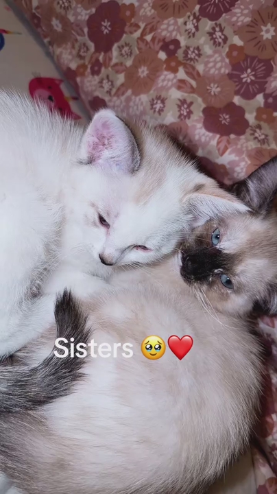 Kittens