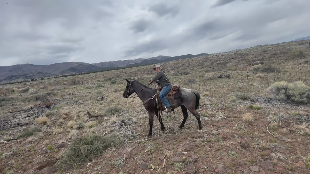 4 Year Old Blue Roan Mare Not Papered