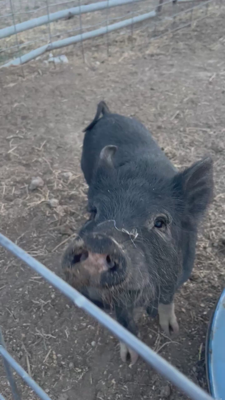 KuneKune cross boar piglets