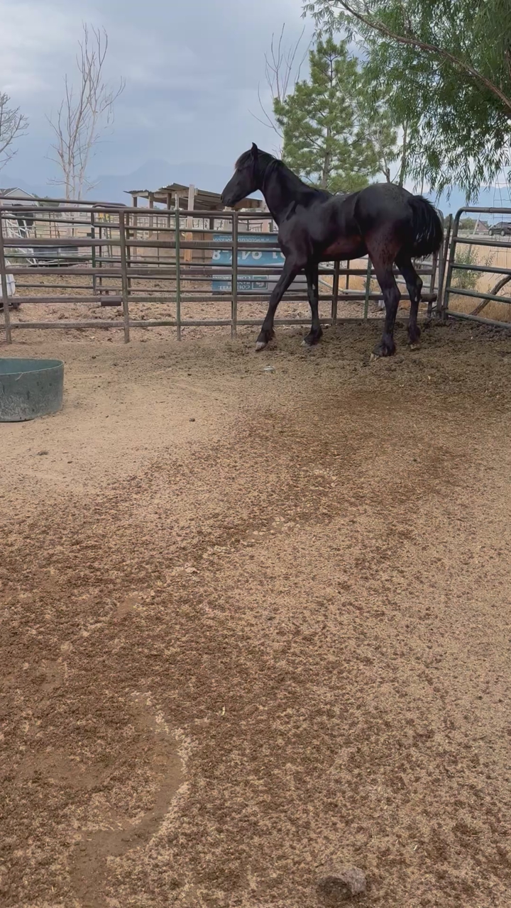 7/8 fresian filly