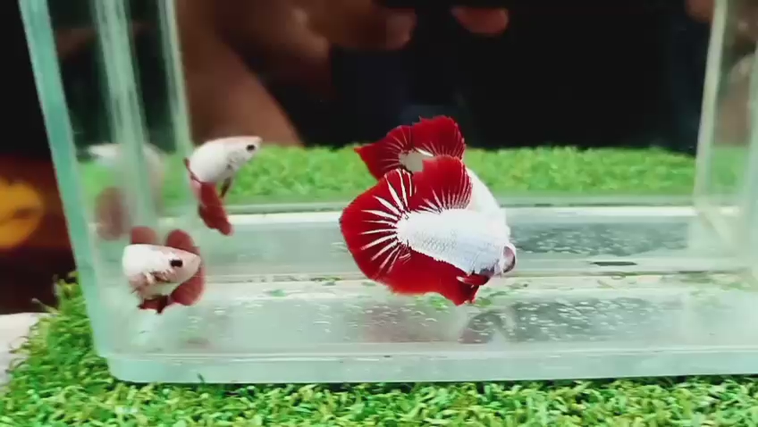 Red Dragon HMPK Betta Pair