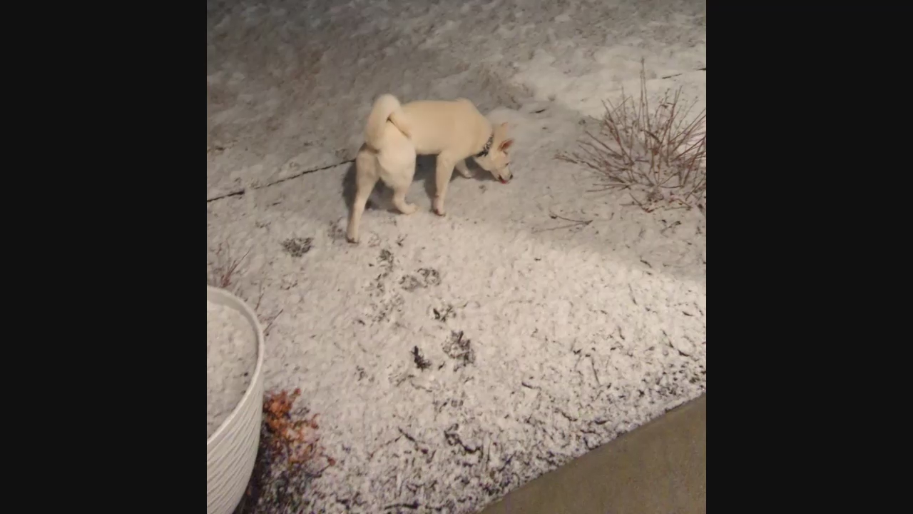 Alaskan Klee Kai/Mini Husky Stud All Whi… Pets