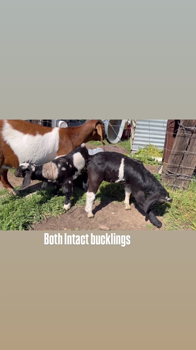 Boer Bucklings
