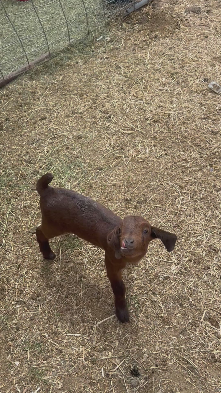 Goat