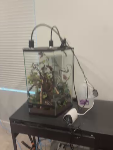 Gecko enclosure