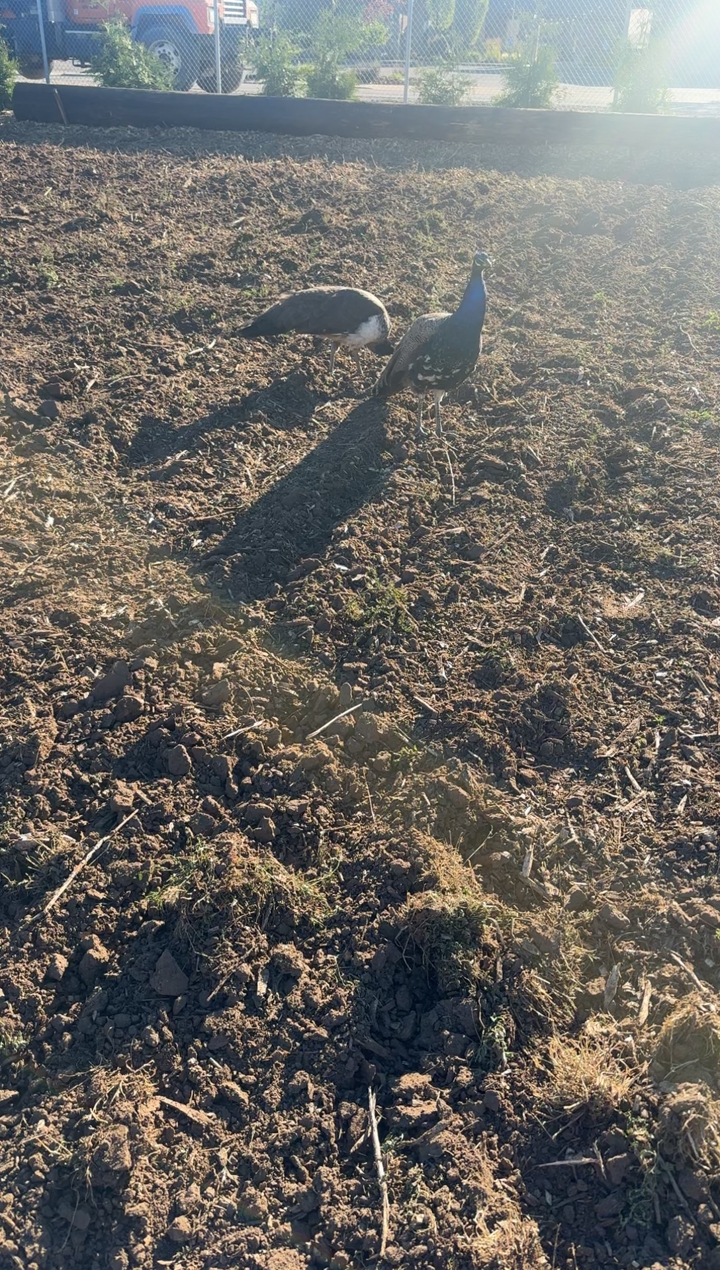 Matched pair of male and female peacocks