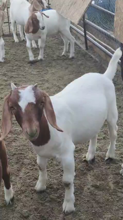 Goats for sale