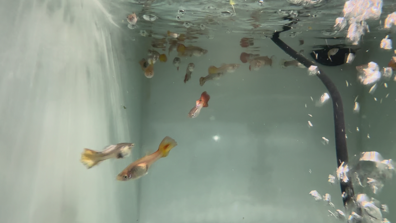 Beautiful healthy Guppies