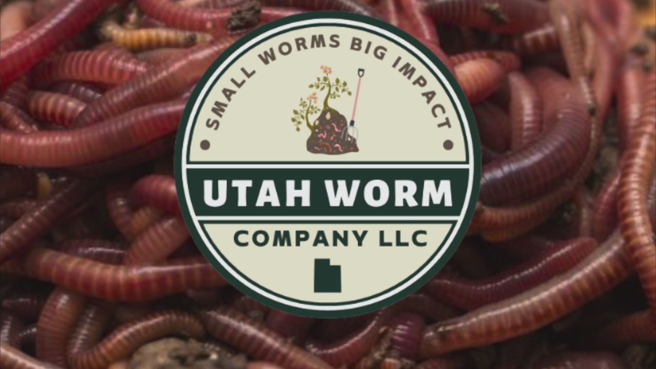 Composting Worms