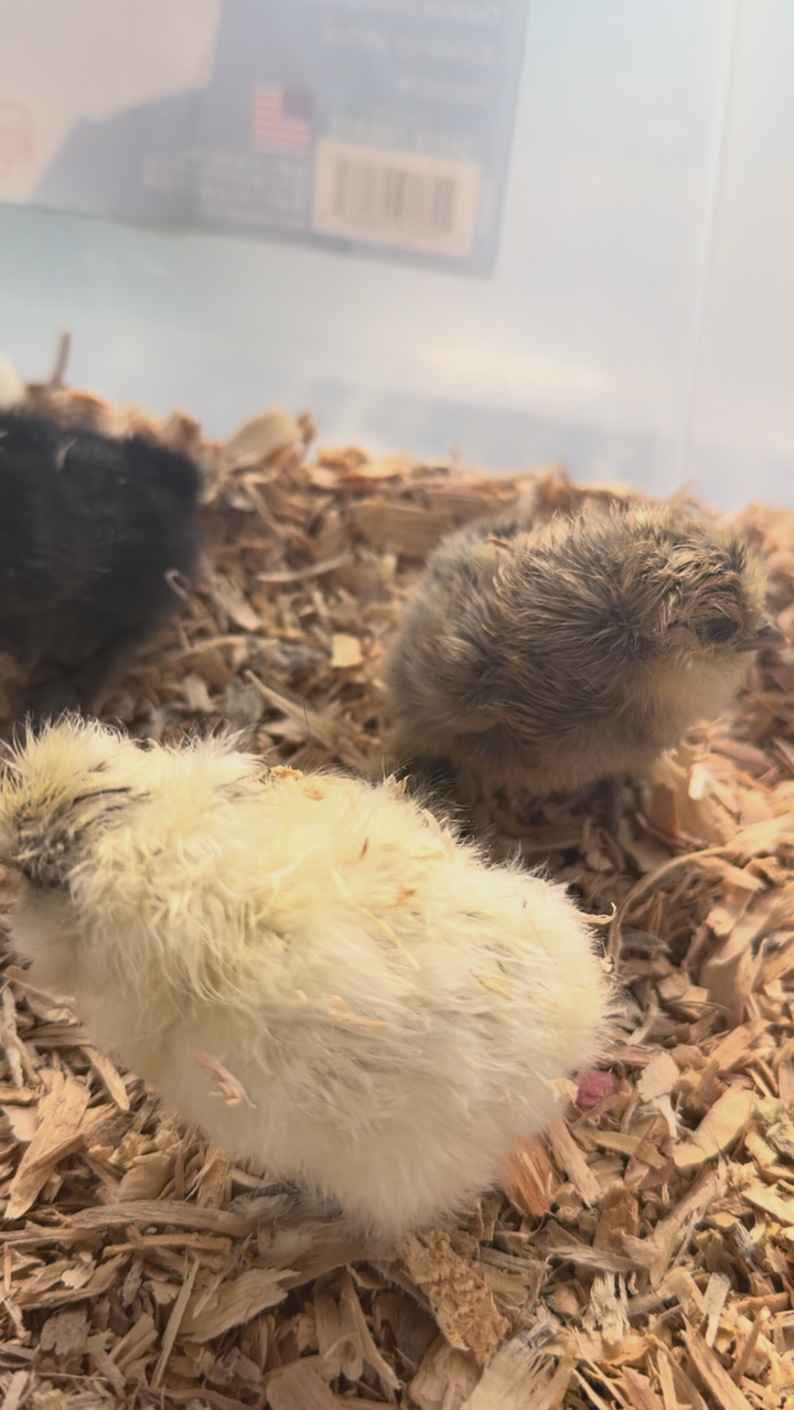 Fluffy silkie chicks Available - Beutiful parents