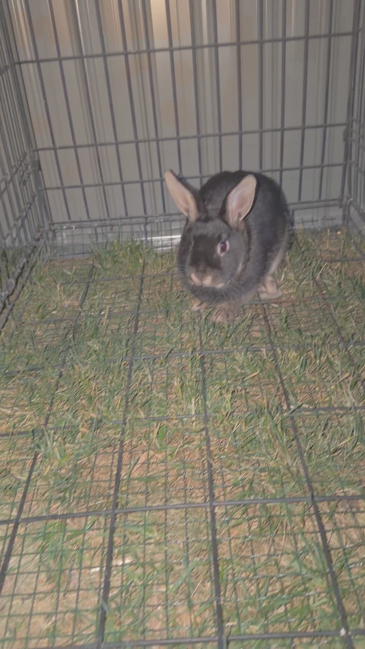 FREE Pet Rabbit!