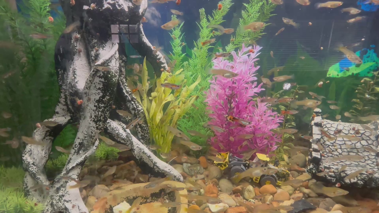 Endler Guppies