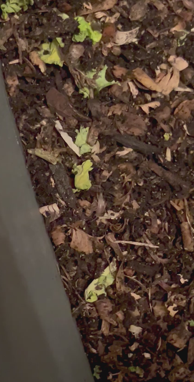 Bioactive starter loaded with springtails and isopods