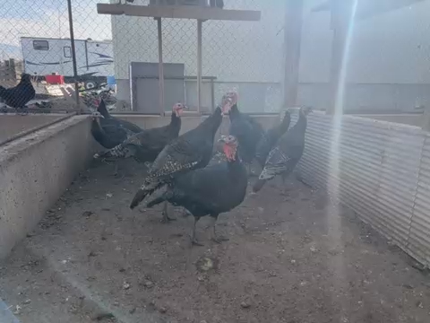 Turkeys