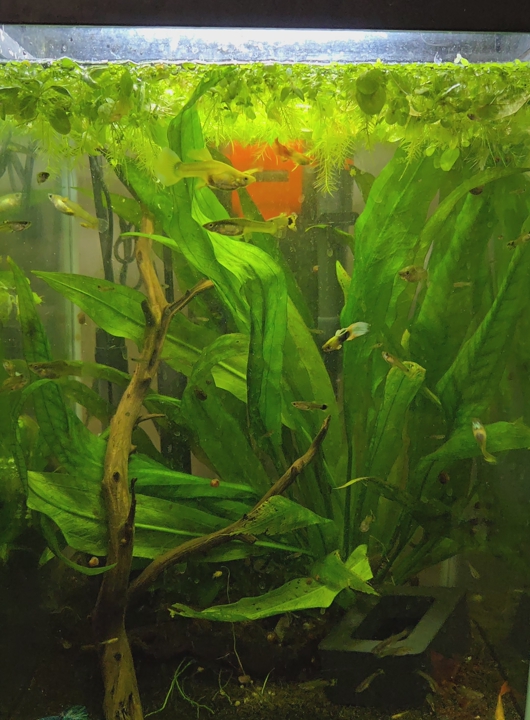 Feeder Guppies