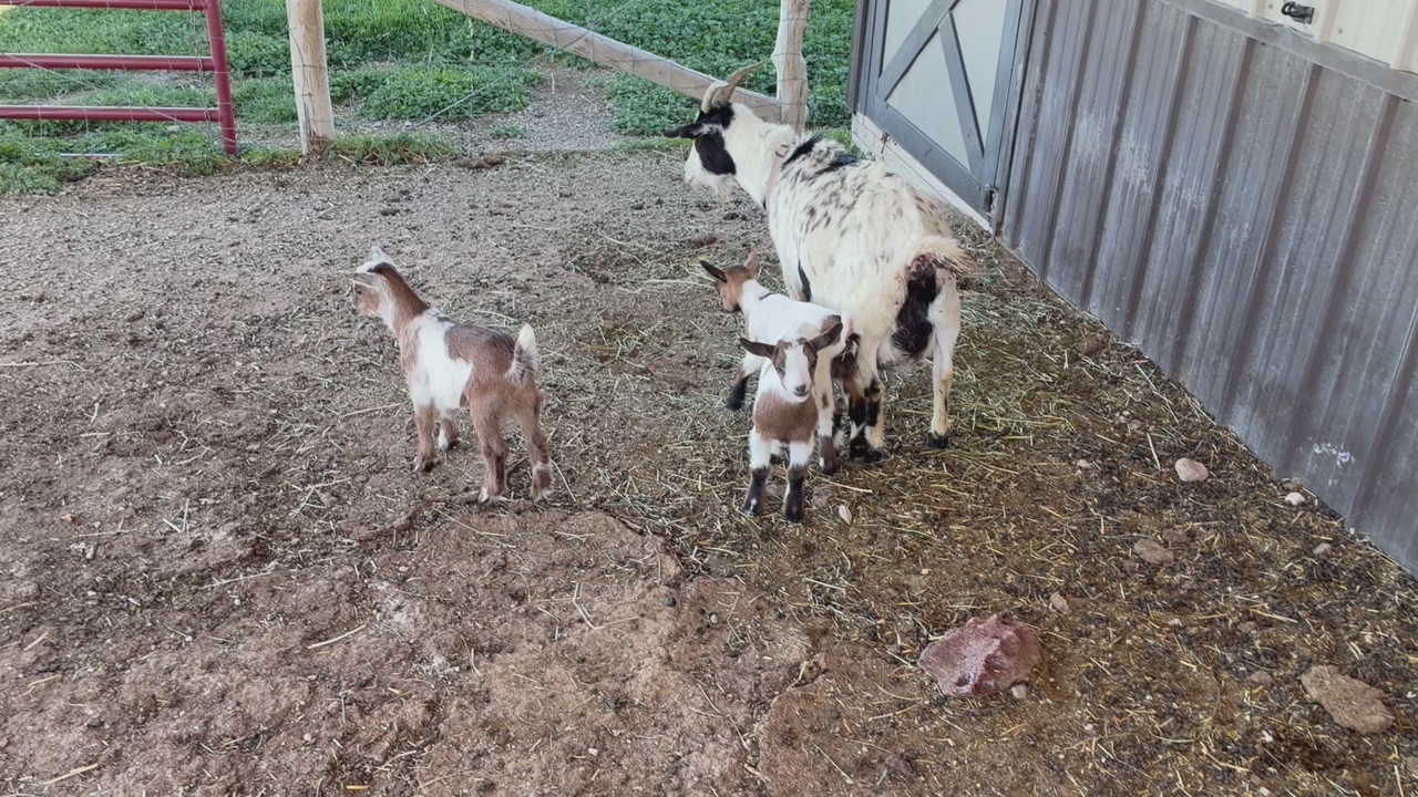 Nigerian Kid Goats