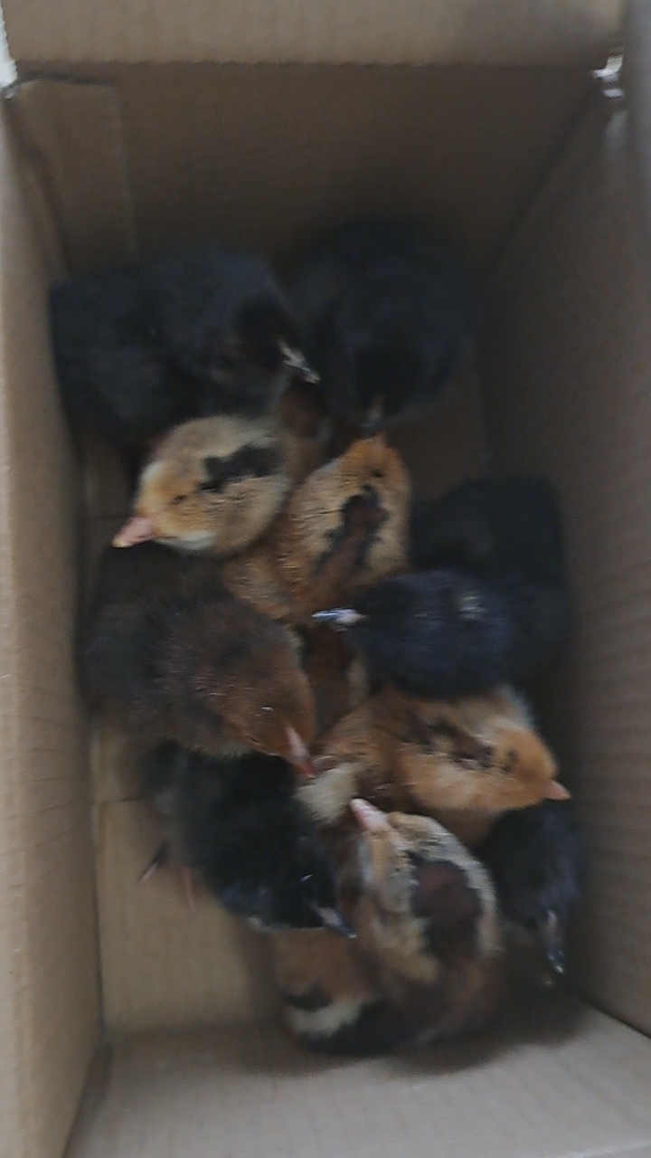 Olive Egger Chicks